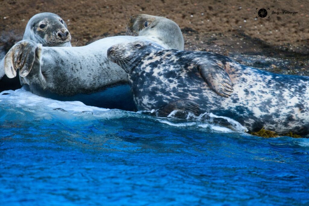 UK locations for wildlife