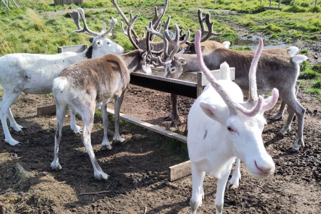 Swedish lakes and wellness