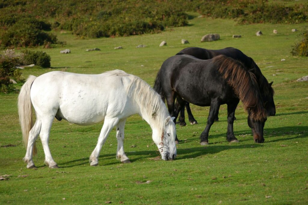 UK locations for wildlife