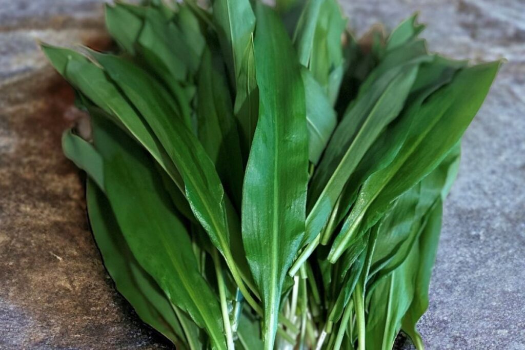 wild garlic recipes
