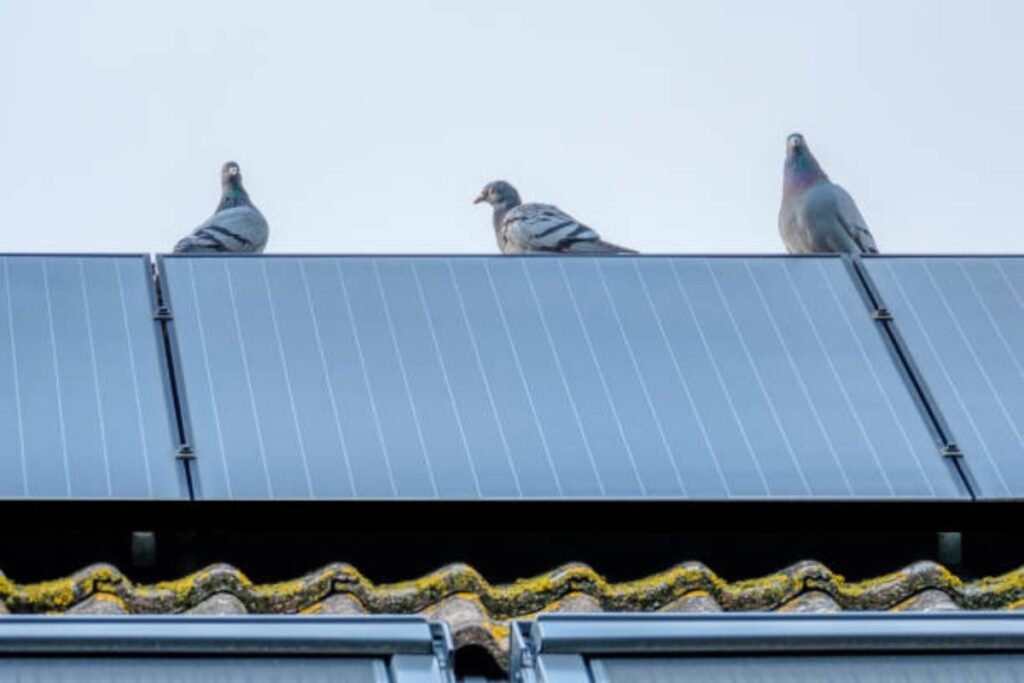 solar panels pigeon damage