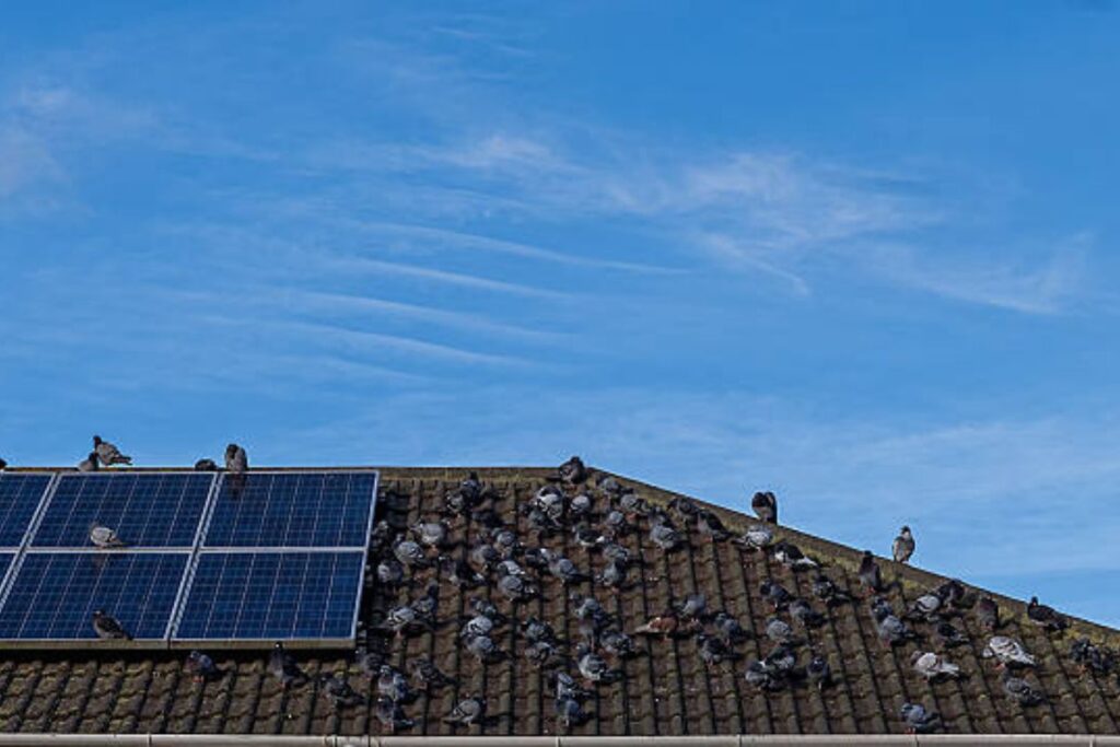 solar panels pigeon damage